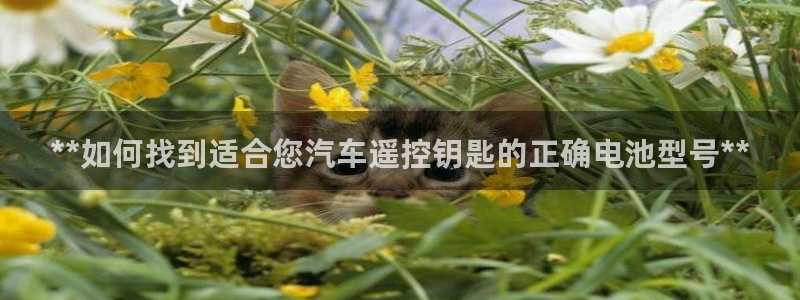 优发国际合并到哪里了啊